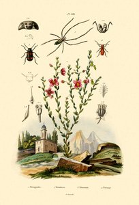 Araña de mandíbula larga, 1833-39 de French School